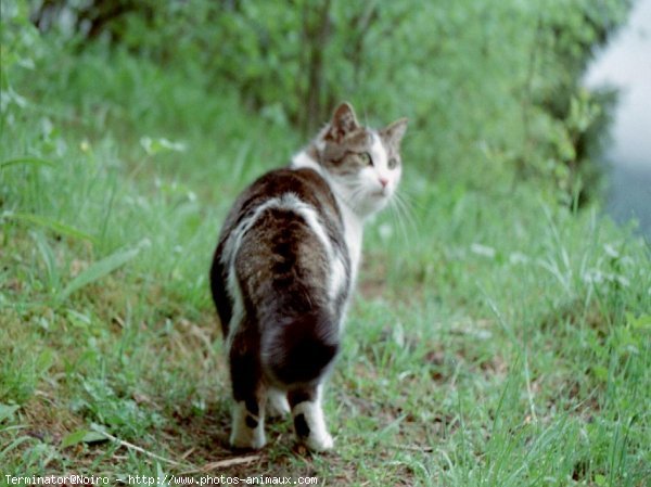 Photo de Chat domestique