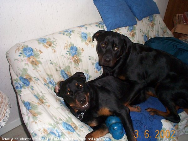 Photo de Rottweiler