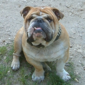 Photo de Bulldog