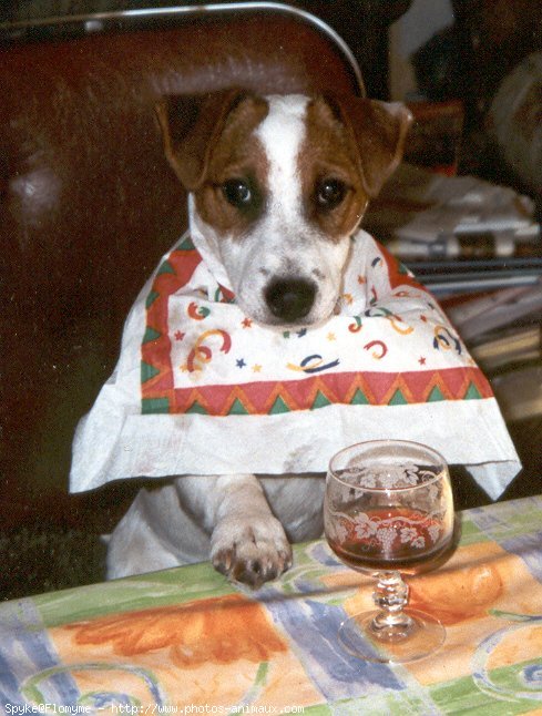 Photo de Jack russell terrier