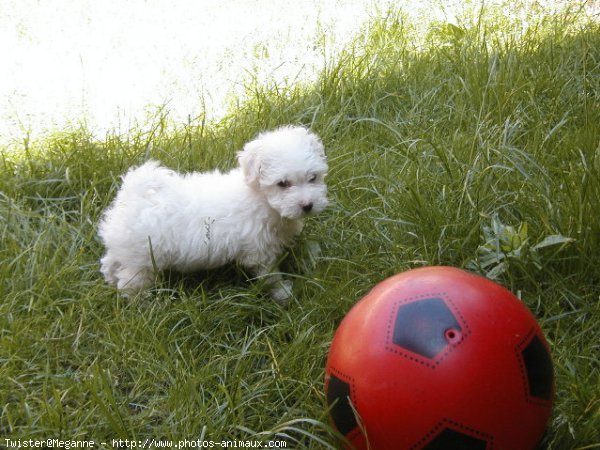 Photo de Coton de tulear