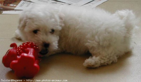 Photo de Coton de tulear