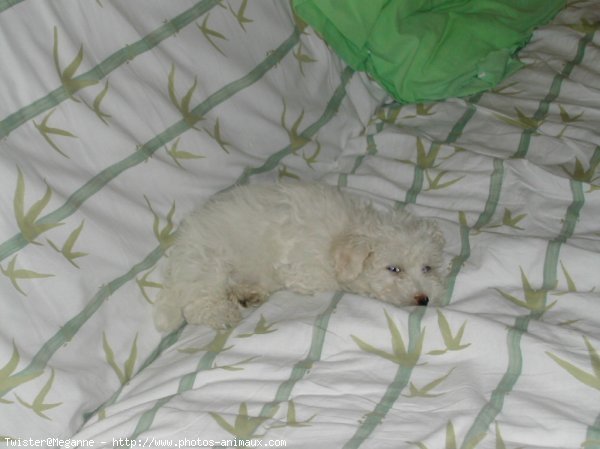 Photo de Coton de tulear