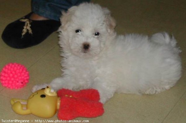 Photo de Coton de tulear