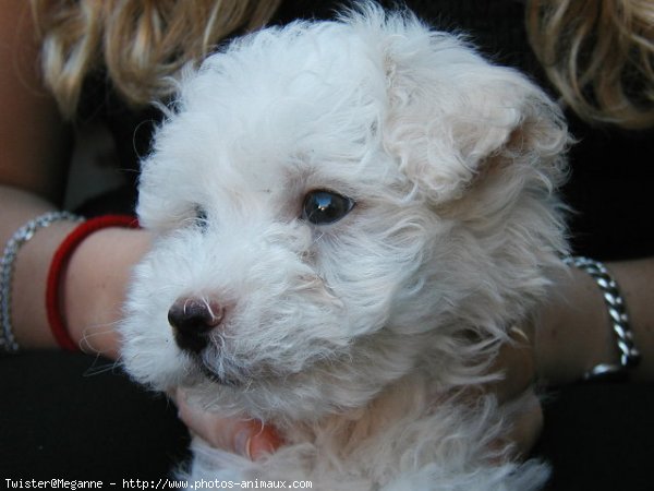 Photo de Coton de tulear