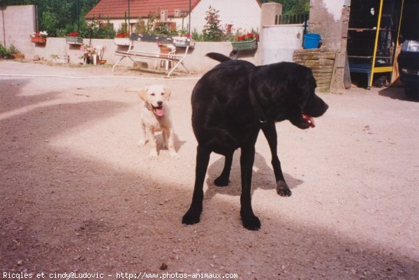 Photo de Labrador retriever