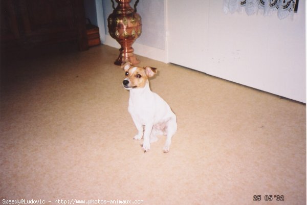 Photo de Jack russell terrier