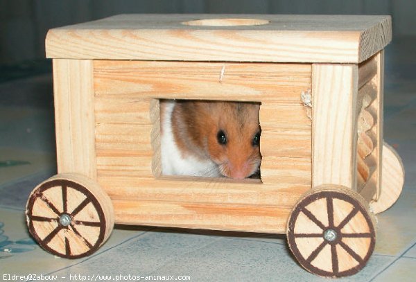 Photo de Hamster