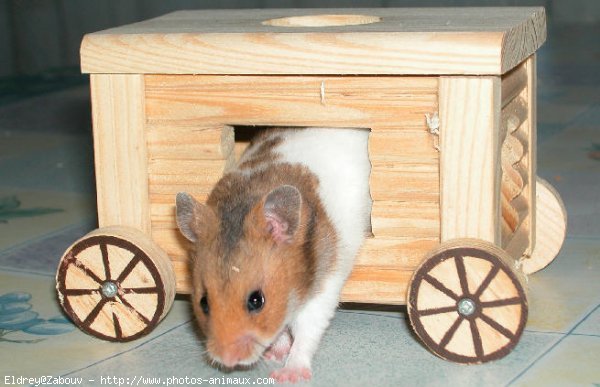 Photo de Hamster