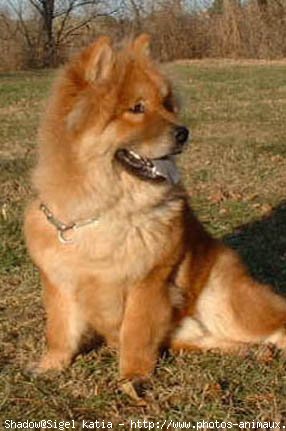 Photo de Chow chow