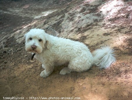 Photo de Bichon  poil fris