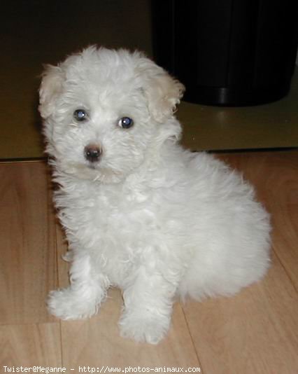 Photo de Coton de tulear