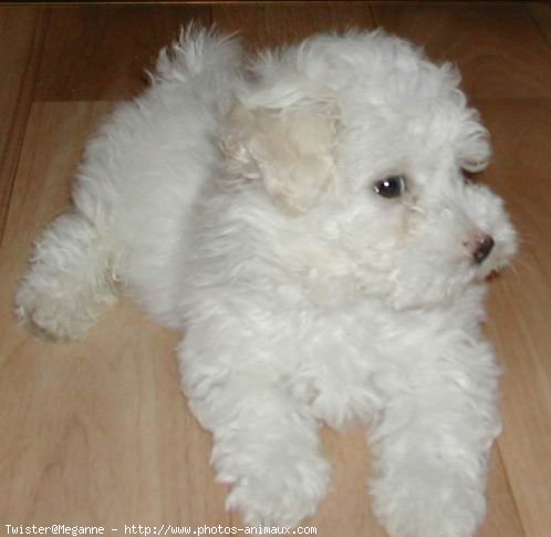 Photo de Coton de tulear