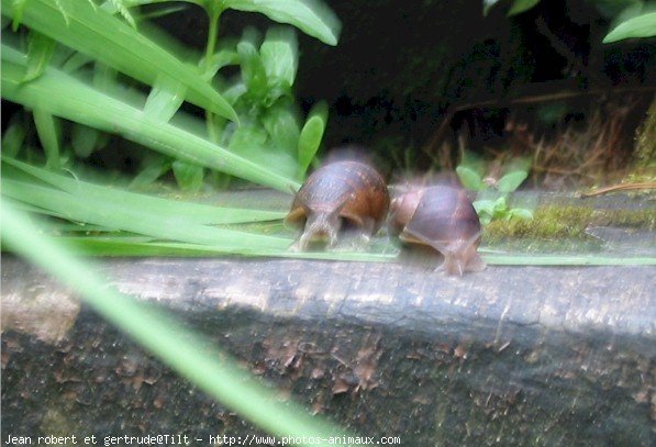 Photo d'Escargot