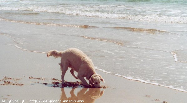 Photo de Golden retriever