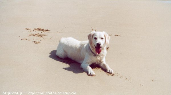 Photo de Golden retriever