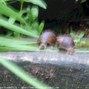 Photo d'Escargot