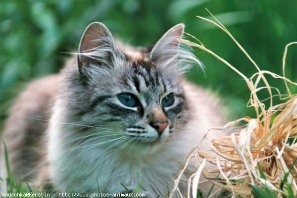 Photo de Siberien