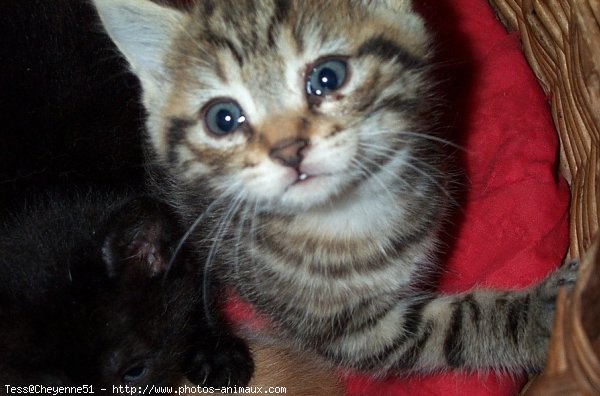 Photo de Chat domestique