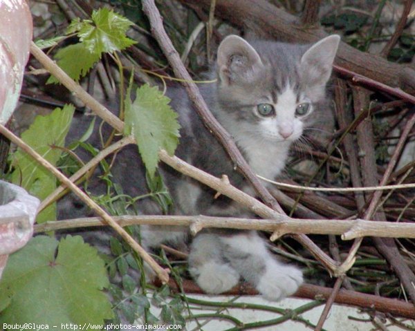 Photo de Chat domestique