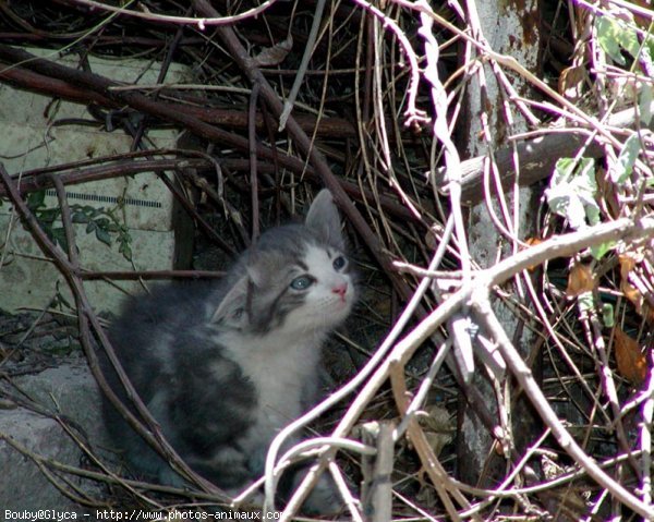 Photo de Chat domestique