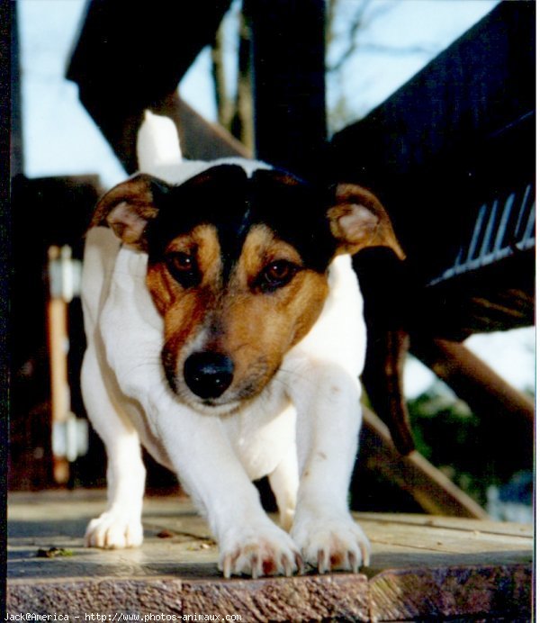 Photo de Jack russell terrier