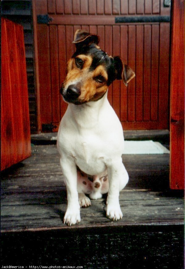 Photo de Jack russell terrier