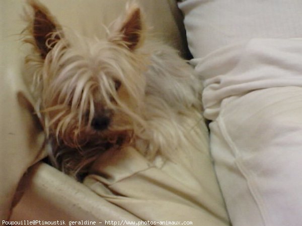 Photo de Yorkshire terrier