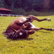 Photo de Poney franais de selle