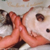 Photo de Hamster