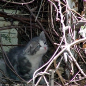 Photo de Chat domestique