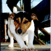 Photo de Jack russell terrier