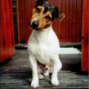 Photo de Jack russell terrier