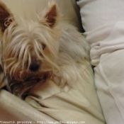 Photo de Yorkshire terrier