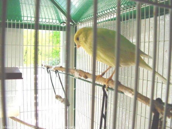 Photo de Canari