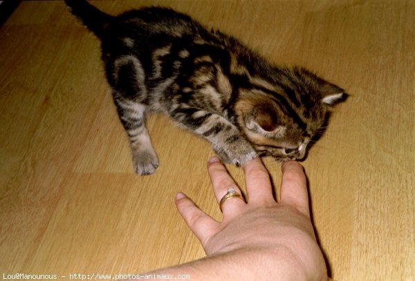 Photo de Chat domestique