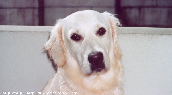 Photo de Golden retriever