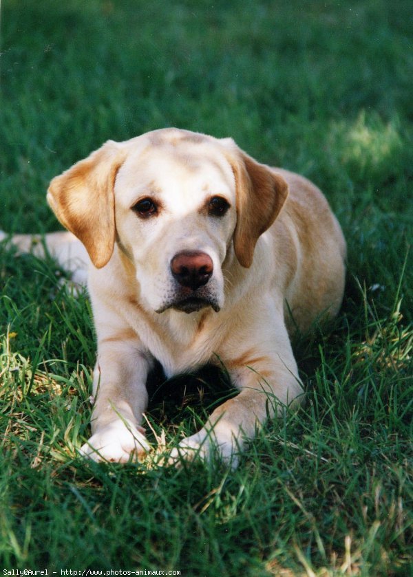 Photo de Labrador retriever