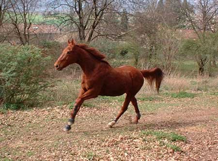 Photo de Trotteur franais