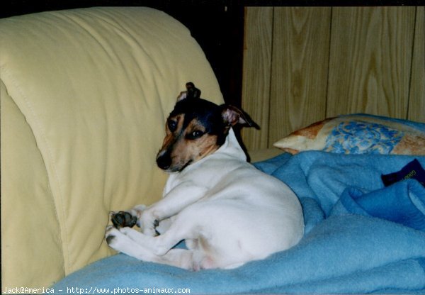 Photo de Jack russell terrier