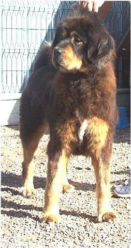 Photo de Dogue du tibet