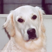 Photo de Golden retriever