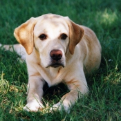 Photo de Labrador retriever