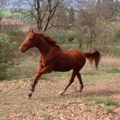 Photo de Trotteur franais