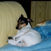 Photo de Jack russell terrier