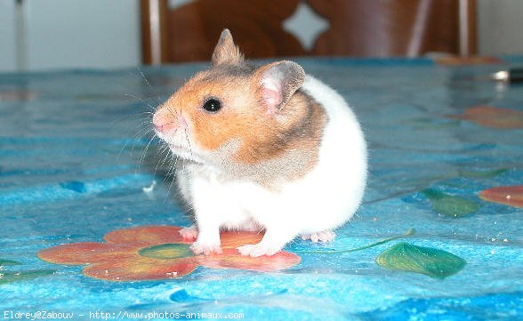 Photo de Hamster