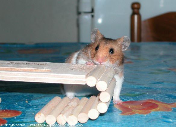 Photo de Hamster