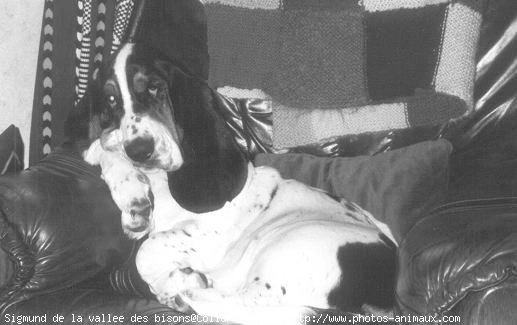 Photo de Basset hound