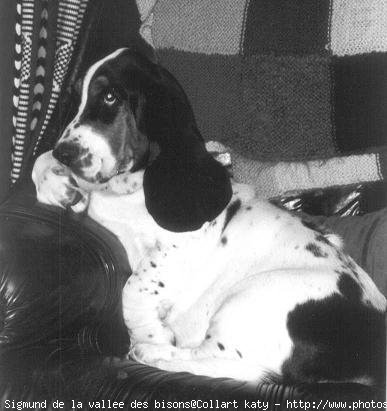 Photo de Basset hound