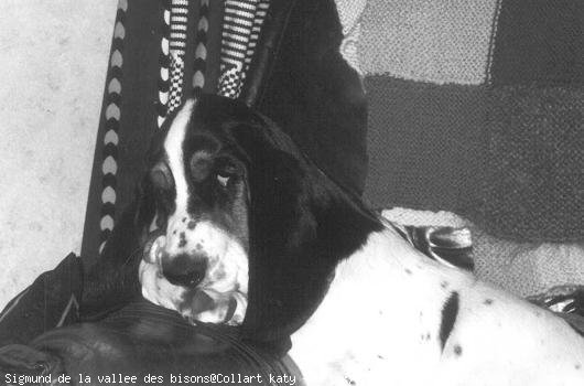 Photo de Basset hound